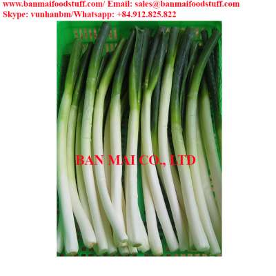 Vietnam high quality safe IQF green paro onion/leek