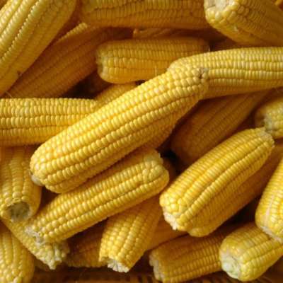 VIETNAM IQF FROZEN WHOLE SWEET CORN COBS