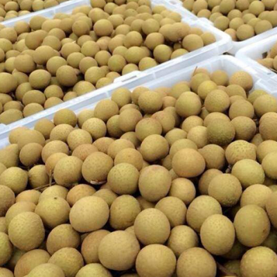 VIETNAMESE RELIABLE SUPPLIER FOR HIGH QUALITY FRUITS OF IQF WHOLE LONGAN