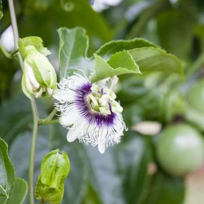 FROZEN PASSION FRUIT PULP WITH SEEDS - PRODUCT OF VIETNAM